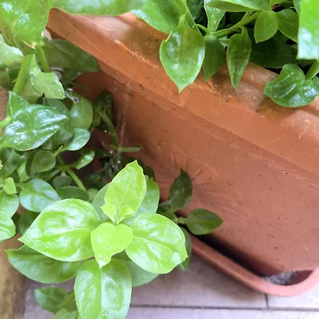 Barbera-biennale Appartement *