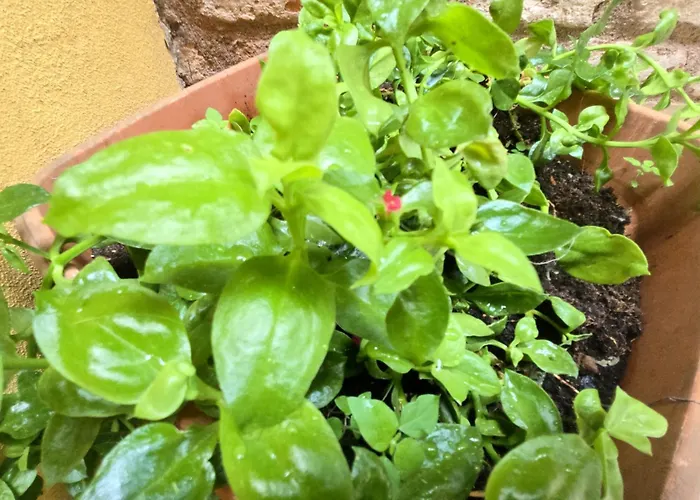 Barbera-biennale Venice