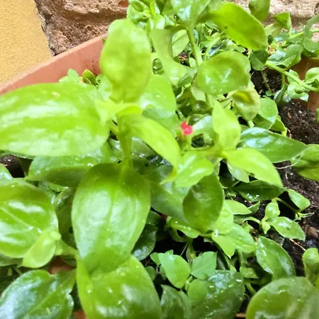 Barbera-biennale 威尼斯