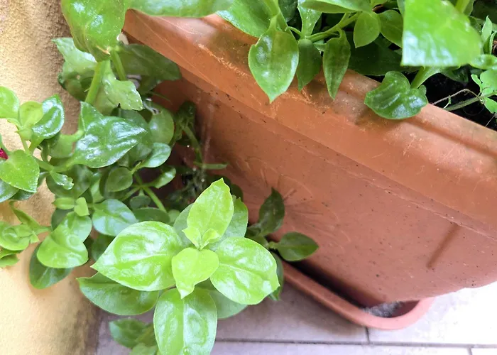 Barbera-biennale Apartamento *